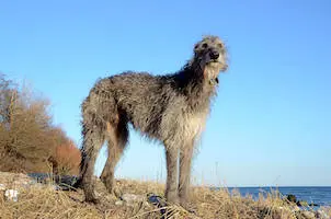 Scottish Deerhound